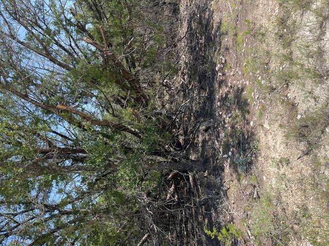 TBD  CR 2644 None, Lometa, TX 76853 — photo 1