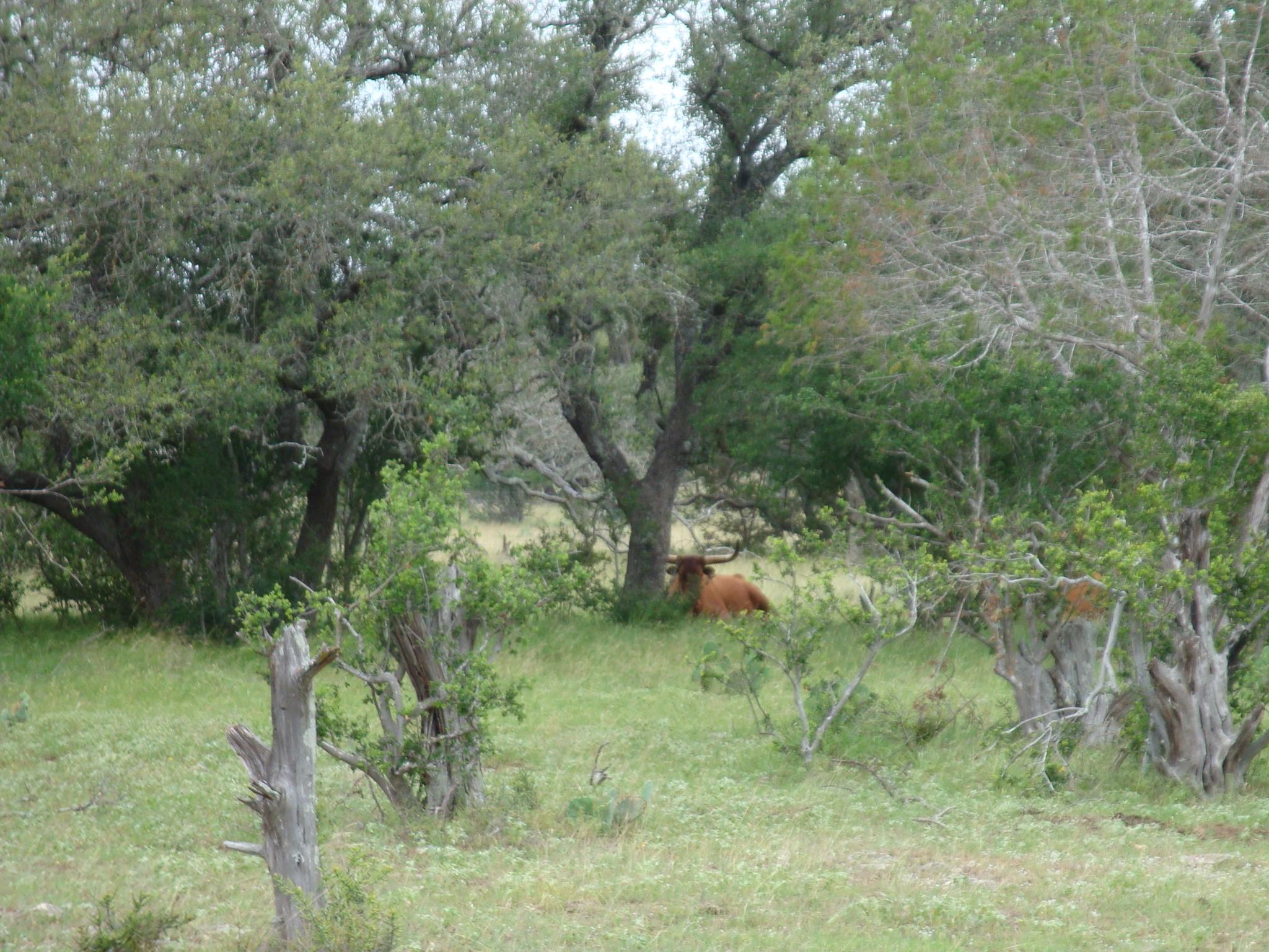 1619 Althaus Ranch Rd, Johnson City, TX 78636 — photo 1
