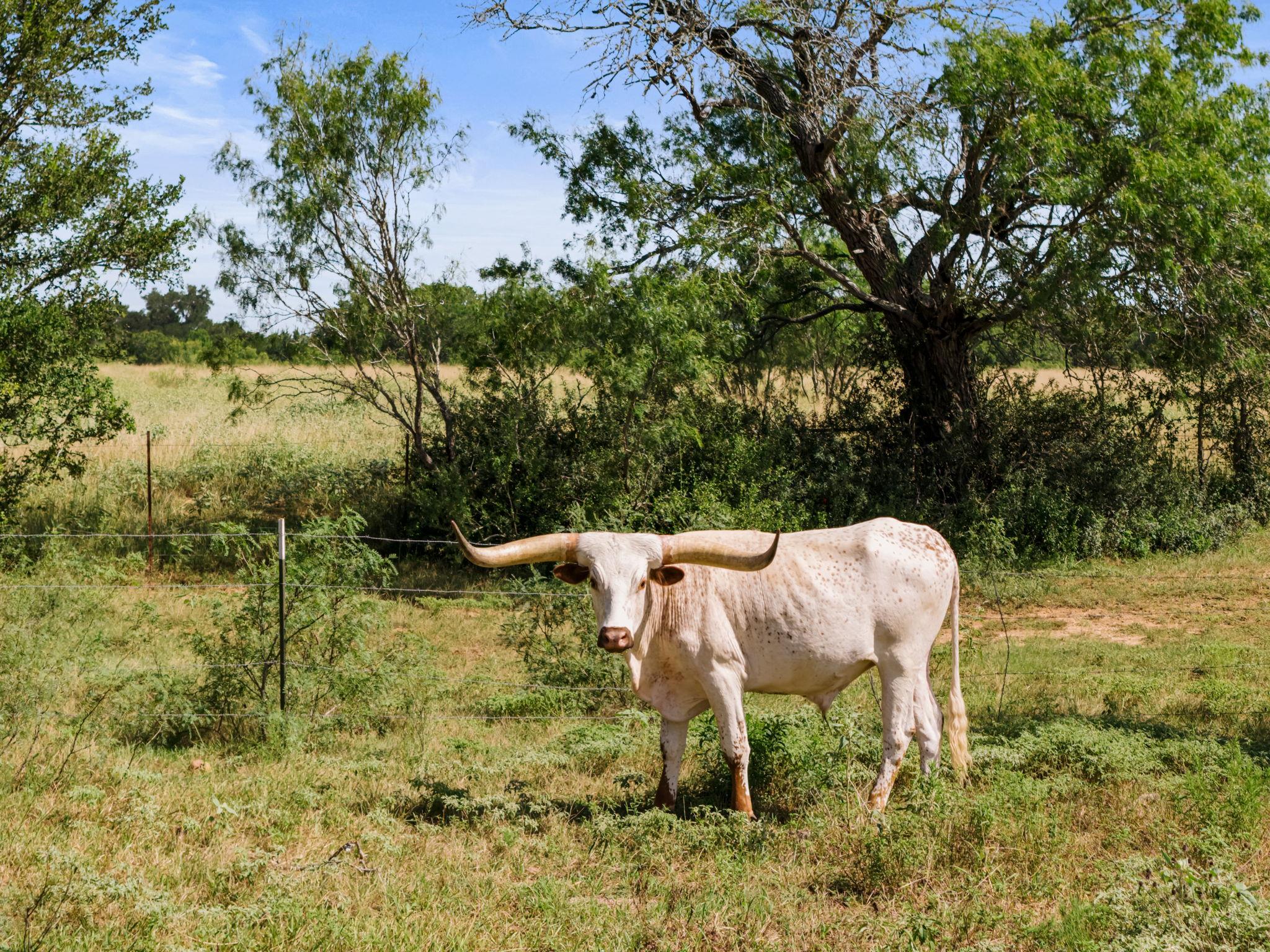 625  Callihan Rd, Luling, TX 78648 — photo 1