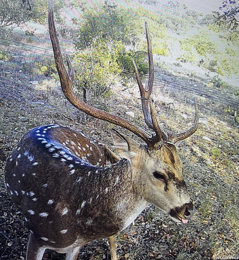 253 SD 31510, Rocksprings, TX 78880 — photo 1
