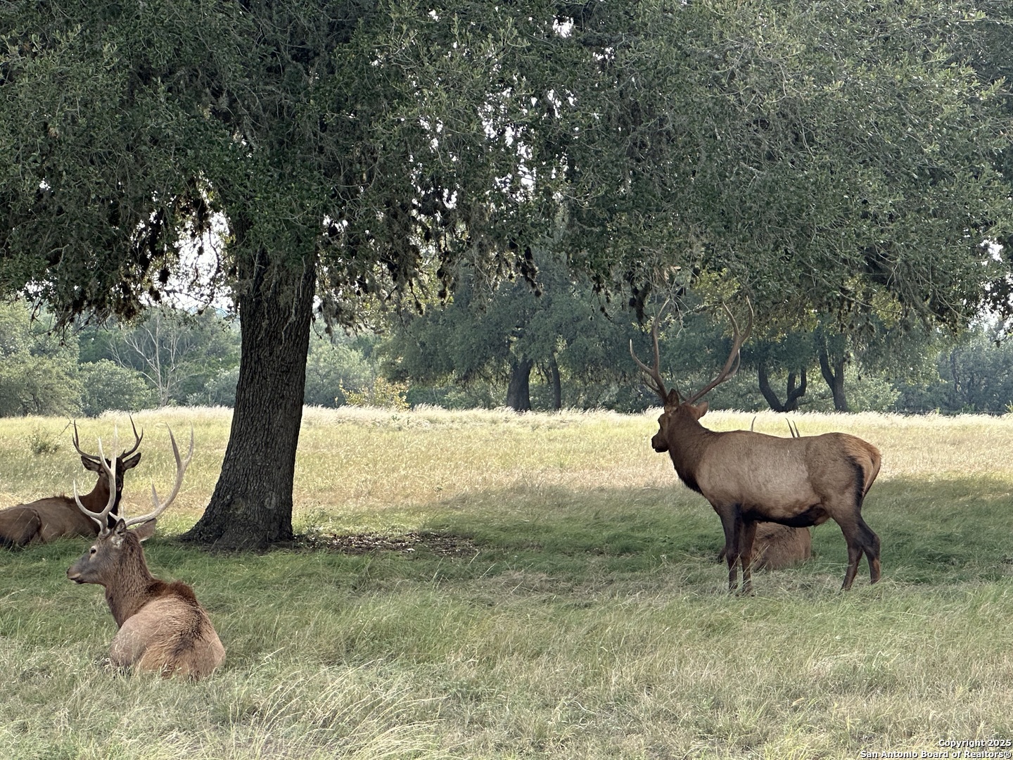 TBD-LOT 42 Blackbuck, Pipe Creek, TX 78063 — photo 1