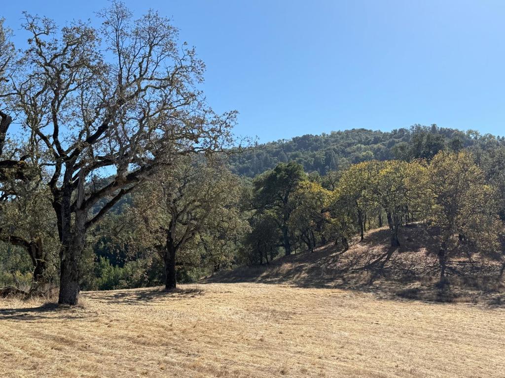 39 Arroyo Sequoia (Lot 114)